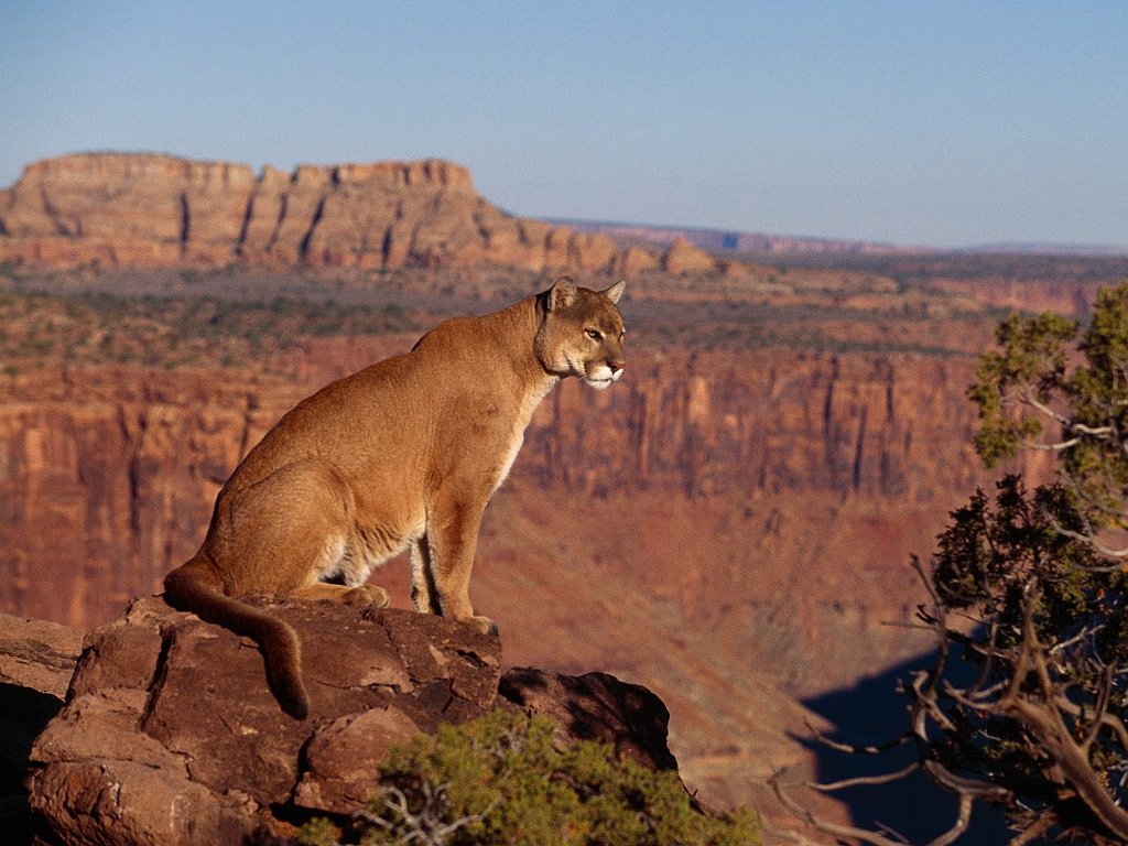 Canyon Vista, Cougar